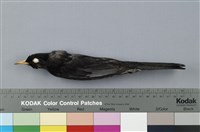 藏品(紅嘴黑鵯)的圖片